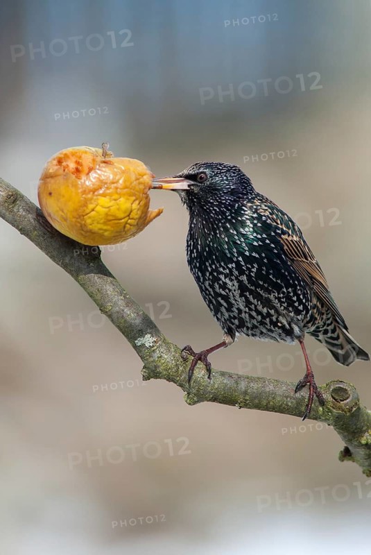 Star, Starling, Sturnus Vulgaris, Birds, Garden, High Size, Portrait, Passeri, Songbirds, Birds