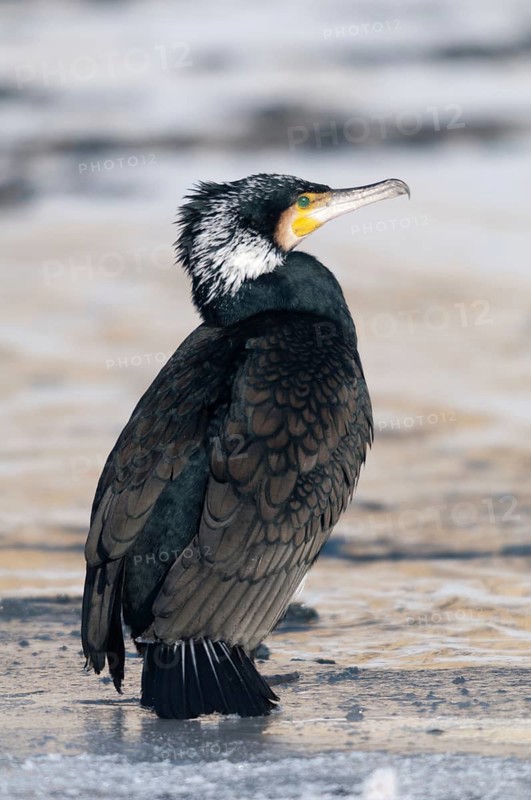 Black shag, cormorant, phalacrocorax carbo, adult, birds, ice, adult, sexually mature, high size, portrait format, ice, pelecaniforms, ropedes, snow, birds, waterbirds, waterbirds, waterbirds, winter