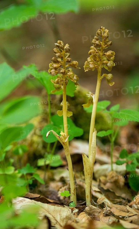 Bird's-nest orchid nidus-avis, nestwort, orchidaceae, orchids, orchid family, bird nestwort, bird's-nest orchid, flora, high size, vertical format, plants, plants