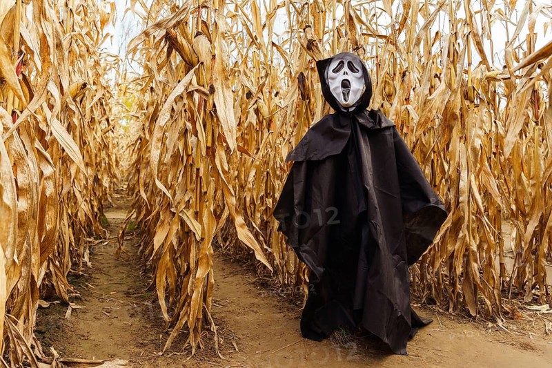 A scarecrow depicting death in a black cape and mask in the middle of a cornfield on Halloween