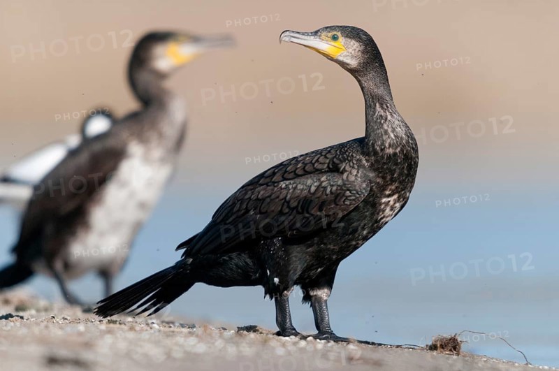 Black shag, cormorant, phalacrocorax carbo, birds, pelecaniforms, ropedes, birds, waterbirds, waterbirds