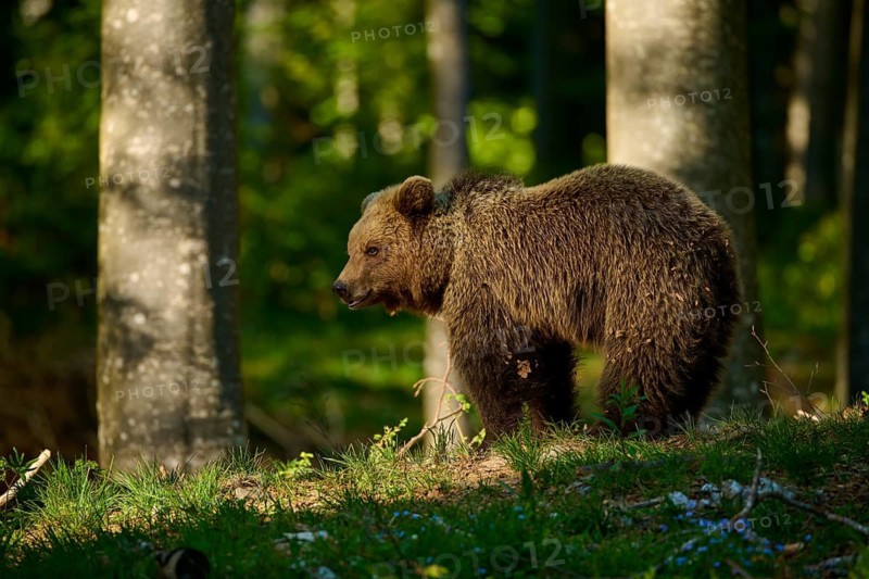 A brown bear roams through a shady part of the forest, European brown bear (Ursus arctos), Slovenia