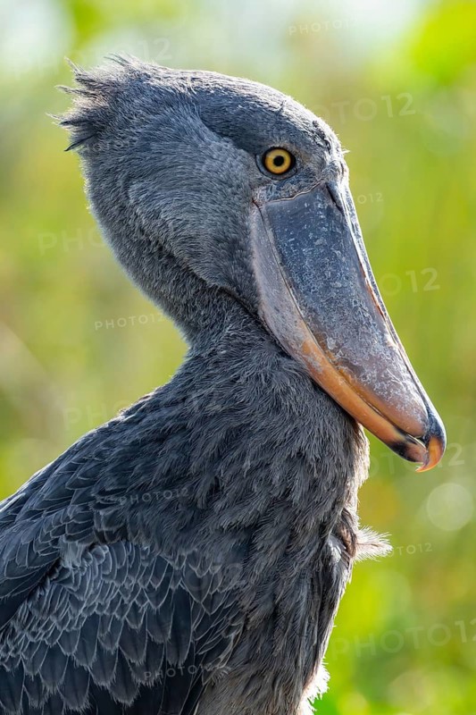 Shoebill (Balaeniceps rex), juvenile, animal portrait, swamps of Mabamba, Lake Victoria, Uganda