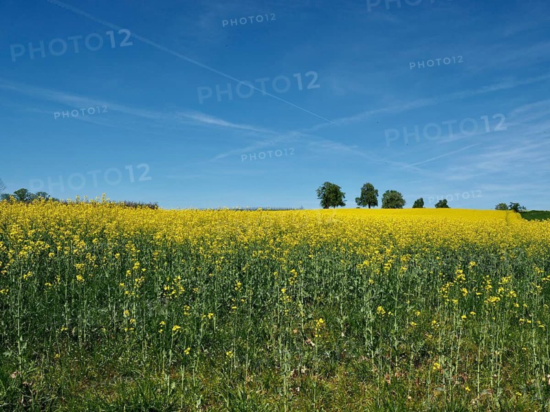 Wide canola field under blue sky with scattered trees in the background, Arbon, Canton of Thurgau, Lake Constance region, Switzerland