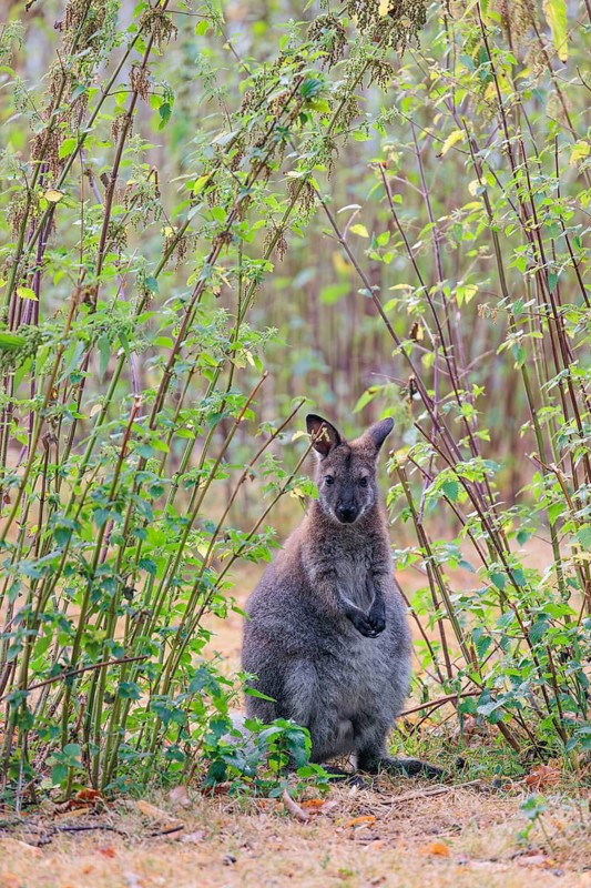 A red-necked wallaby (Macropus rufogriseus) sits on a cloudy day amidst tall, dense clumps of stinging nettles, eating the leaves. Eastern Australia, Tasmania, islands of Bass Strait