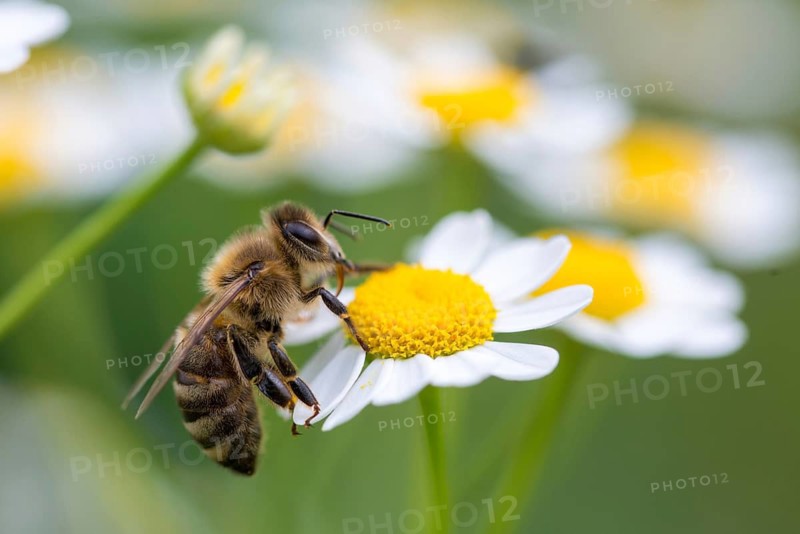 Apidae, apis mellifera, bees, European honey bee, European honeybee, hymenoptera, western honey bee, honey bee, honey bee, honeybee, insects, wild bees