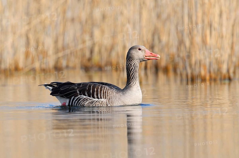 Greylag goose (Anser anser) swimming, North Rhine-Westphalia, Germany