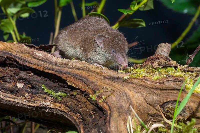 Crocidura Russula, Greater White-Toothed Shrew, House Shrew, Insectivora, Insectivora, Mammals, Shrew, Mammals