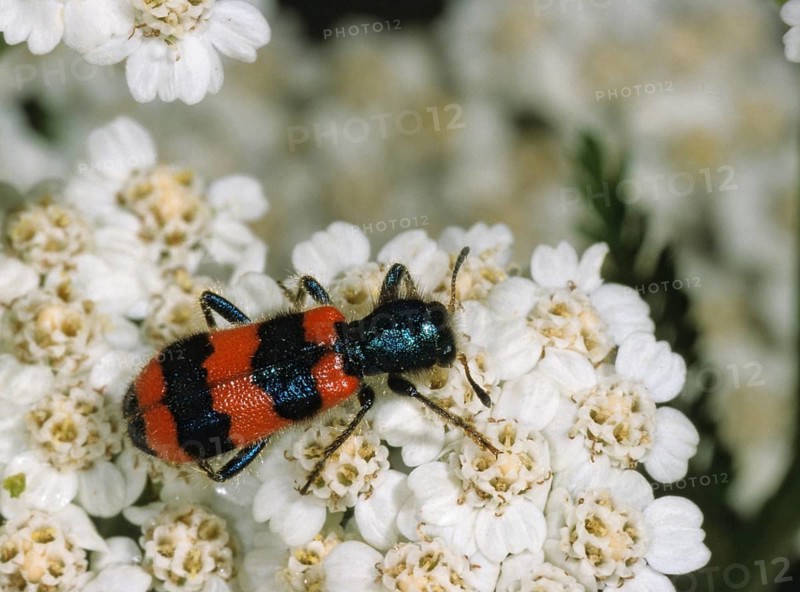 Bee beetle, bee wolf, common bee beetle, immense beetle, immense wolf, trichodes apiarius, beetle, coleoptera, insects, beetles, leo