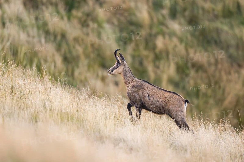 Chamois (Rupicapra rupicapra) on a meadow in the Vosges Mountains, wildlife, France