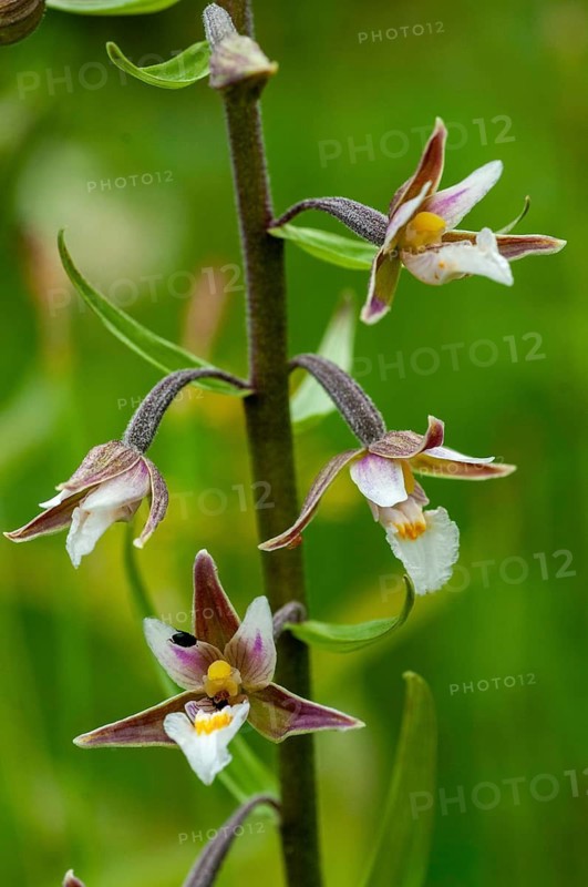Common marsh root, epipactis palustris, orchidaceae, orchids, orchid family, swamp sitter, marsh kelwort, white marsh root, flora, high size, portrait, marsh helleborine, plants, plants