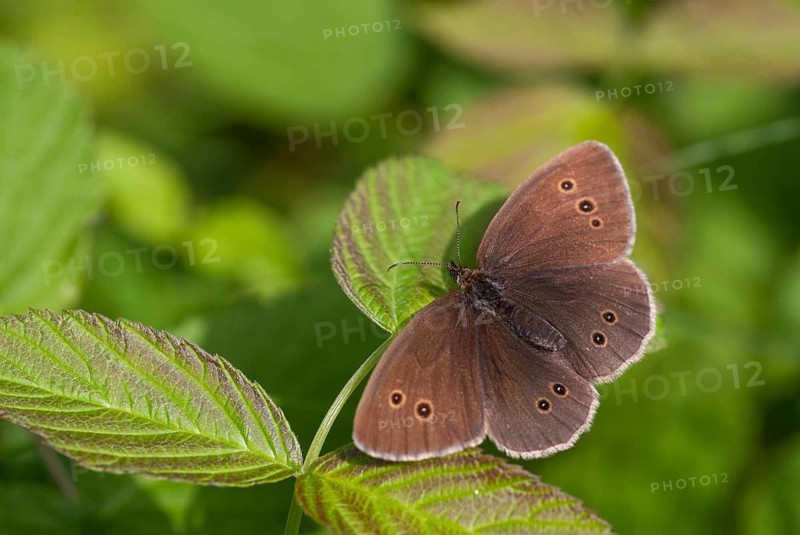 Aphantopus hyperantus, brown forest bird, ringlet, chimney sweep, forest bird, butterfly, insects, butterfly, butterflies