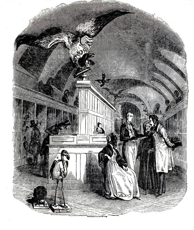 The natural history exhibition within the Natural History Museum in the Jardin des Plantes in Paris, 1880, France, illustration, reproduction from a model from the 19th century. Authentic, file restored for optimal use, exact date of submission unknown, historical