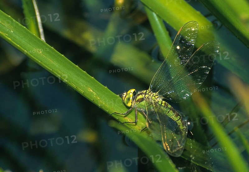 Aeshna Viridis, Green Hawker, Green Mosaic Maiden, Willow Emerald Damselfly, Anisoptera, Damselflies, Dragonflies, Egg Deposition, Female, Insects, Crab Scissor, Leo, Dragonflies, Odonata, Female