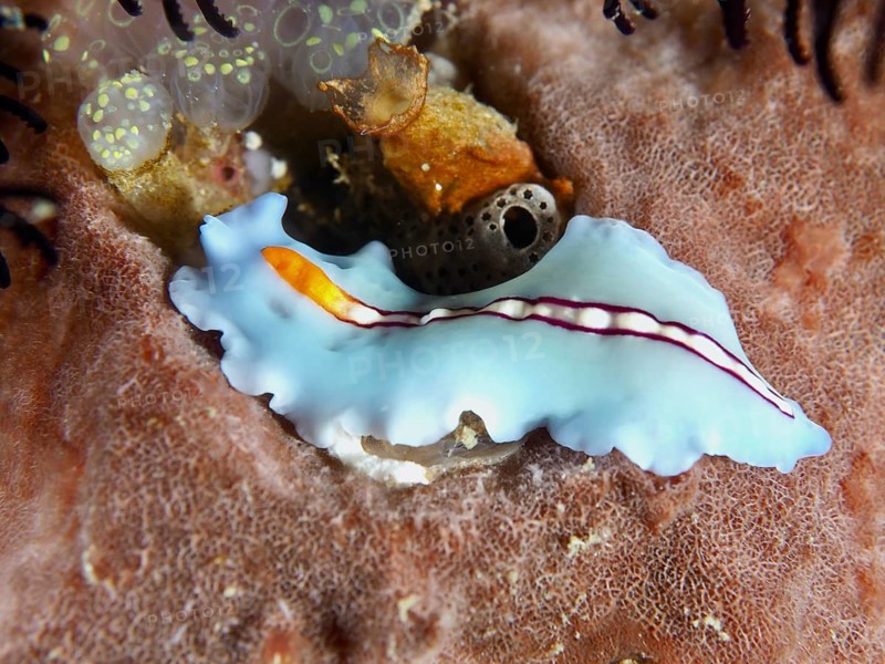 Blue flatworm, striped whirlworm (Pseudoceros bifurcus), on coral, Spice Reef dive site, Penyapangan, Bali, Indonesia