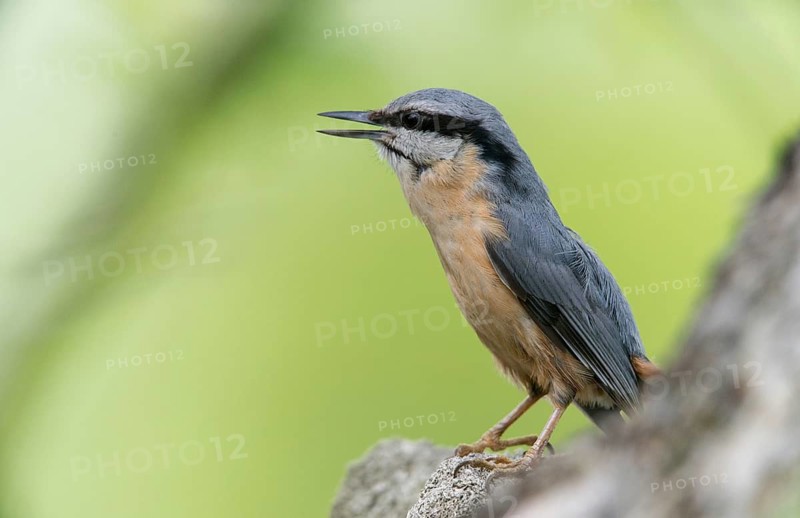 Nuthatch, Sitta Europaea, Birds, Call, Passeri, Call, Songbirds, Birds