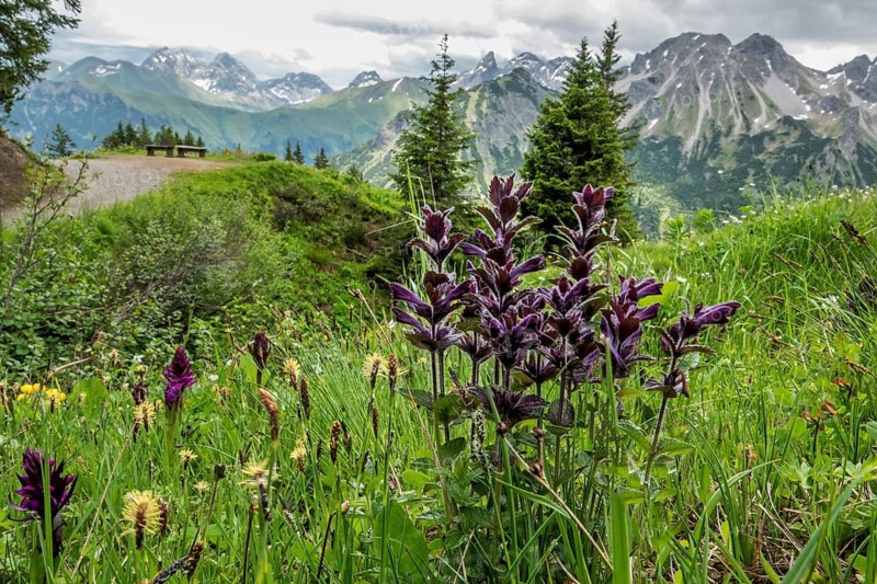 Alpine Bartsia (Bartsia alpina), Fellhorn, with the Allgäu Alps in the background, Oberstdorf, Oberallgäu, Allgäu, Bavaria, Germany