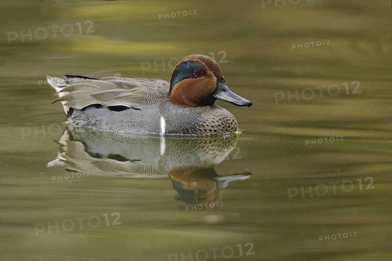 Green-winged Teal (Anas carolinensis) male, Arizona, USA