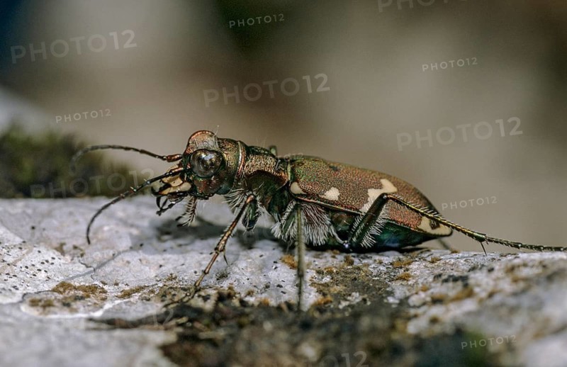 Mountain sandground beetle, cicindela silvicola, cicindela sylvicola, mountain tiger beetle, beetle, insects, beetles, leo