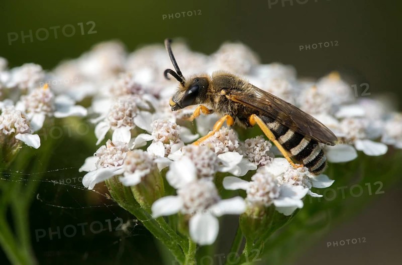Apidae, bees, furrow bee, yellow-haired furrow bee, halictus scabiosae, hymenoptera, great banded furrow bee, honey bee-sized halictus, insects, male, wild bees