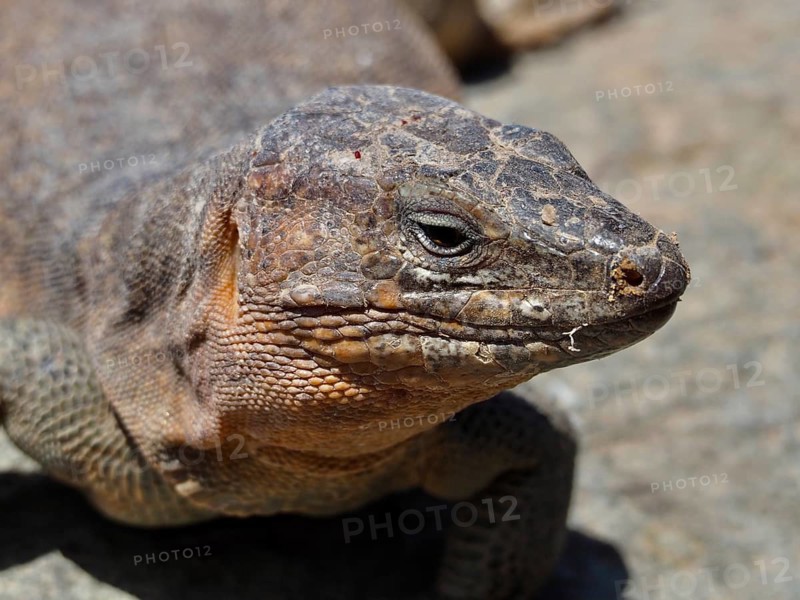 Close-up of a Gran Canaria giant lizard (Gallotia stehlini), showing the intricate texture of its skin, Gran Canaria, Spain