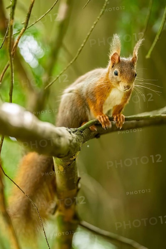 Red squirrel (Sciurus vulgaris) in a forest, Bavaria, Gernany