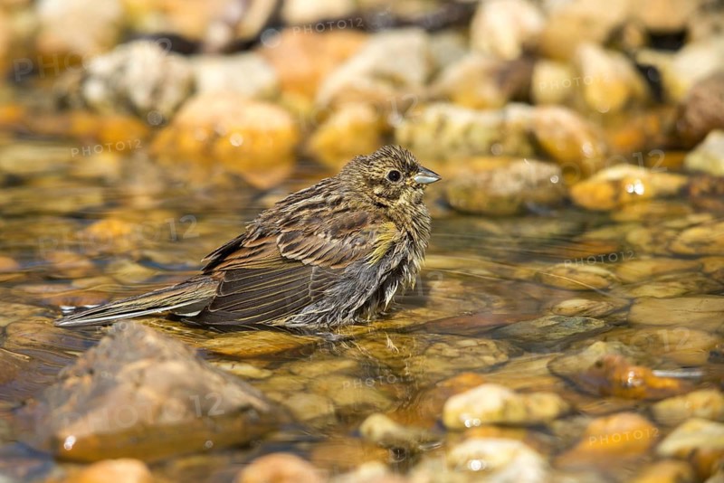 Emberiza Citrinella, Yellowhammer, Yellowhammer, Bath, Bird Bath, Birds, Adolescent, Juvenile, Passeri, Songbirds, Potion, Birdbath, Birds, Watering Place