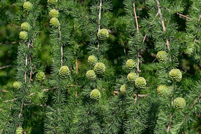European larch (Larix decidua), branches with green cones, North Rhine-Westphalia, Germany