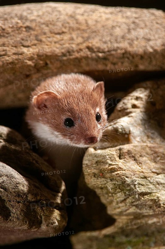 Carnivora, least weasel, mouse weasel, mustela nivalis, predators, mammals, raptors, mammals