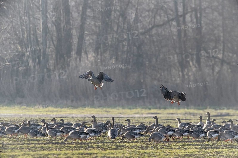 Bean geese (Anser fabalis), Emsland, Lower Saxony, Germany