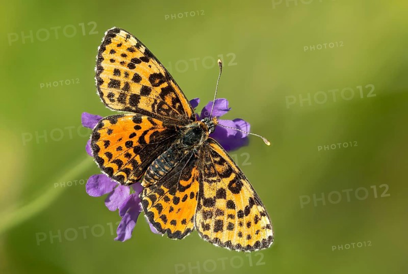 Fiery moth, Melitaea Didyma, red moth, spotted fritillary, butterfly, insects, butterfly, butterflies, butterflies
