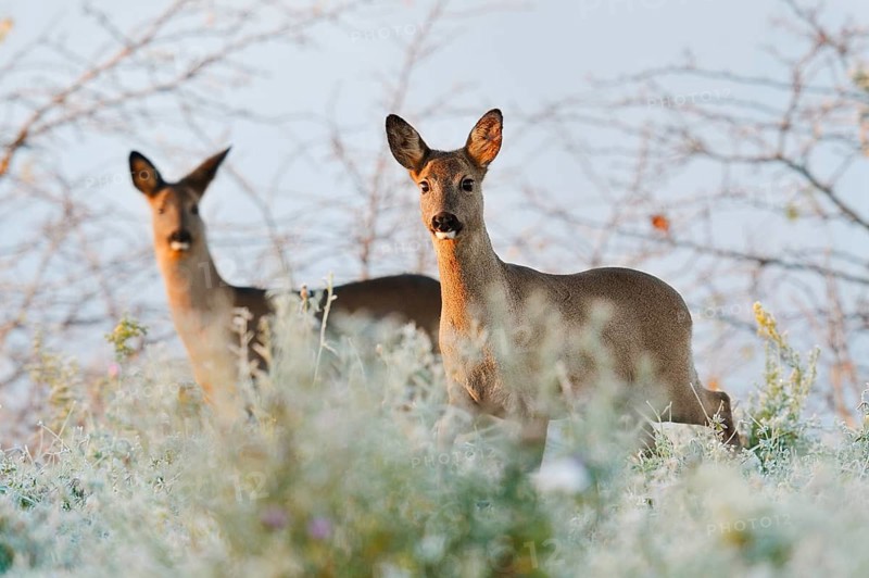 European roe deer (Capreolus capreolus), does in winter, North Rhine-Westphalia, Germany