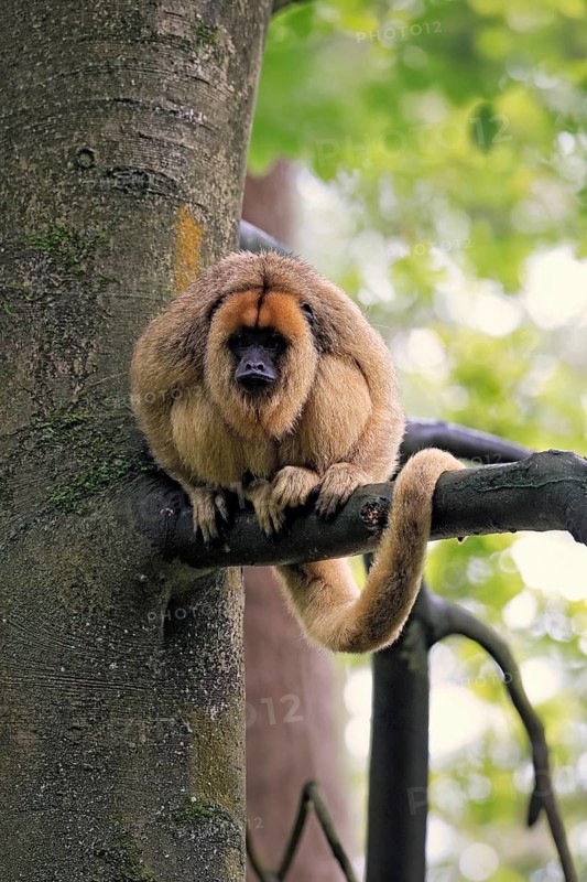 Black howler monkey (Alouatta caraya), adult, female, tree, sitting, alert, South America