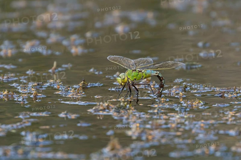 Emperor dragonfly (Anax imperator) adult female insect laying eggs or ovipositing in a pond in summer, England, United Kingdom