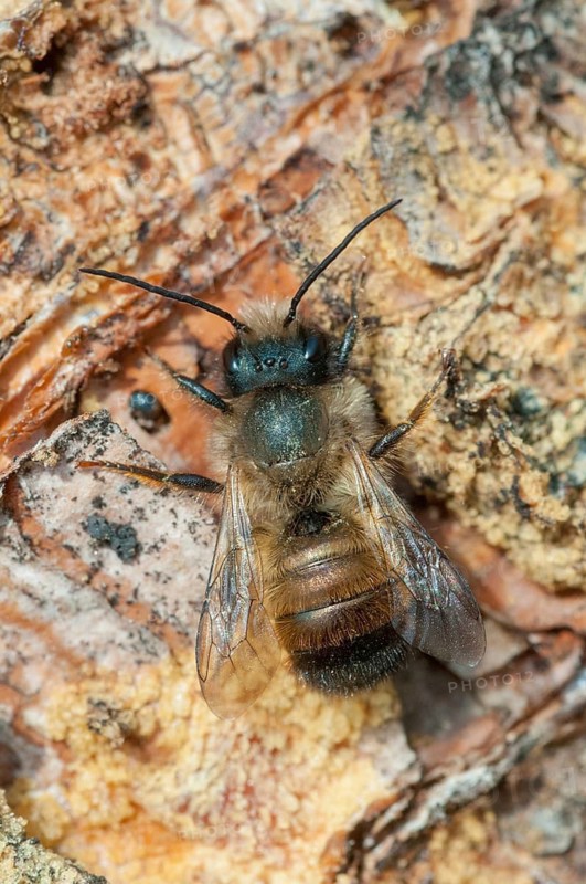 Apidae, bees, hymenoptera, osmia bicornis, osmia rufa, red mason bee, red mason bee, high size, portrait format, insects, males, wild bees