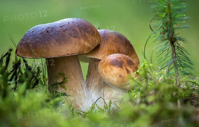 Boletus edulis, spruce porcini, common porcini mushroom, porcini mushroom, cep, fungi, mushroom, penny bun, mushrooms, porcini, porcino