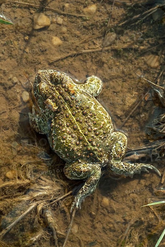 Brandenburg, Bufo Calamita, Epidalea Calamita, Germany, Toad, Nabu, Natterjack Toad, amphibians, amphibians, post-mining landscape, green house, high size, portrait format, toads, amphibians, toads