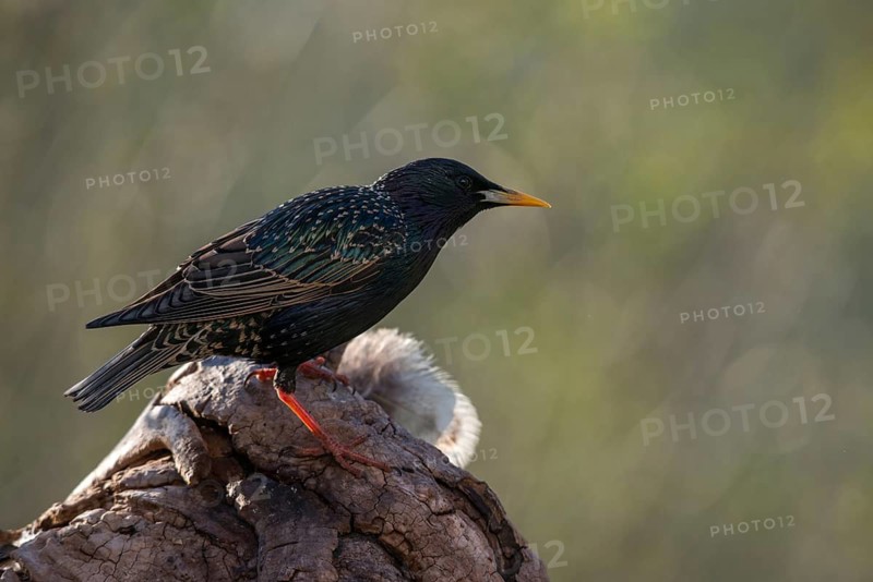 Star, Starling, Sturnus vulgaris, Birds, Passeri, Songbirds, Birds