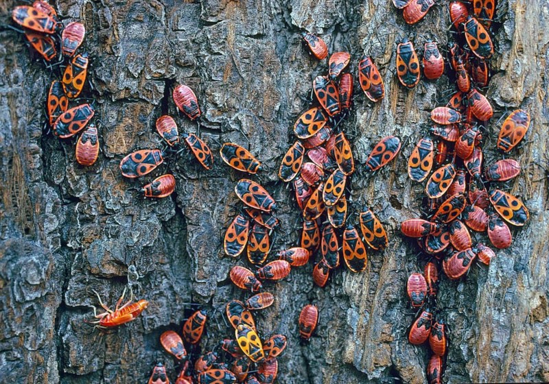 Firebug, common fire bug, Pyrrhocoris apterus, insects, bugs