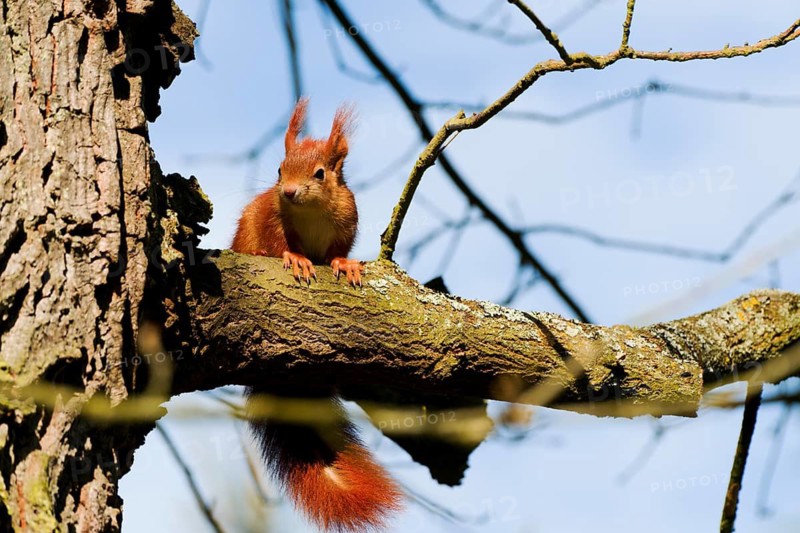 Animals, mammals, Germany, Hesse, Rodgau, squirrel (Sciurus vulgaris), sunbathing