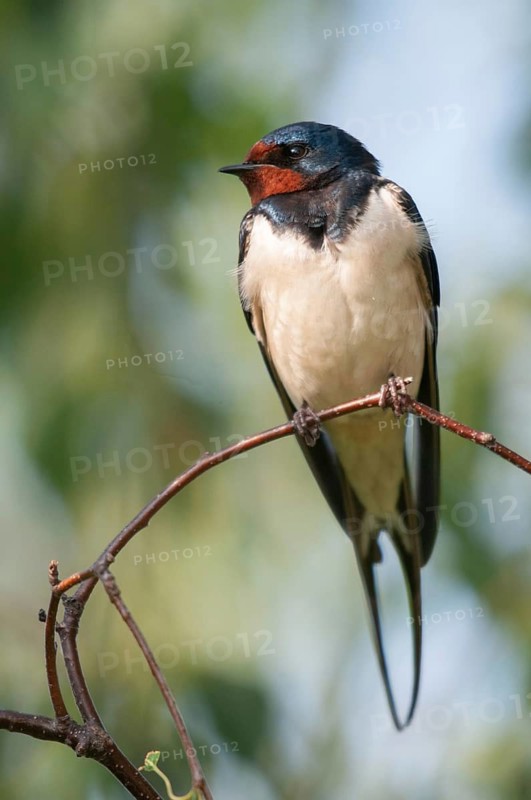 Hirundo rustica, house martin, barn swallow, birds, high size, portrait format, passeri, swallows, songbirds, birds