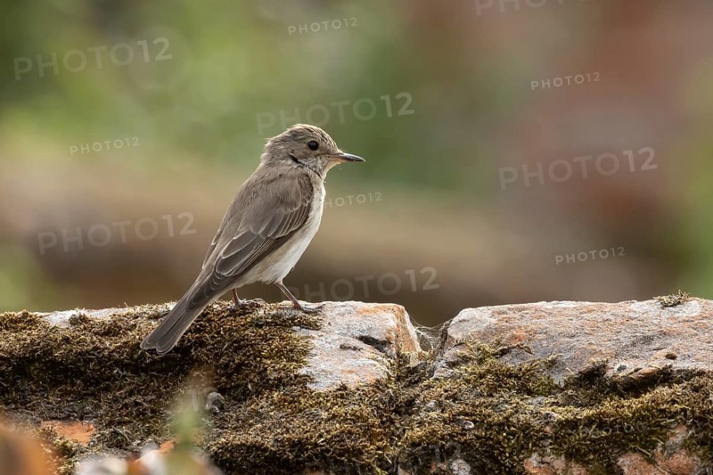 Spotted flycatcher (Muscicapa striata) adult bird on a garden wall, England, United Kingdom