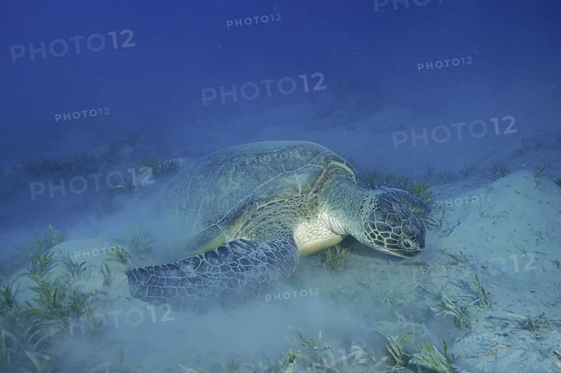 A green turtle (Chelonia mydas) feeds on seagrass on a sandy seabed, stirring up sand, dive site: Marsa Shona Reef, Red Sea, Egypt