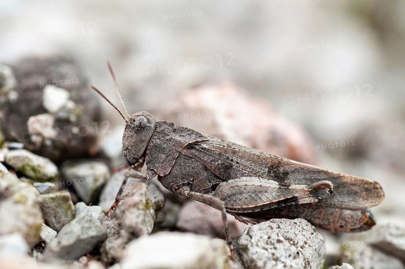 Blue-winged wasteland scare, caelifera, grasshoppers, short-feeler scare, Oedipoda caerulescens, Oedipodinae, blue-winged grasshoppers, grasshoppers, grasshoppers, insects, wasteland scares