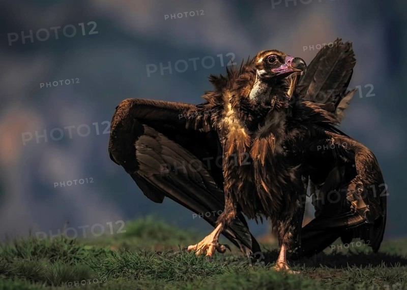 Eurasian black vulture (Aegypius monachus) on the ground, with outstretched wings attentively observing its surroundings, Pyrenees, Spain