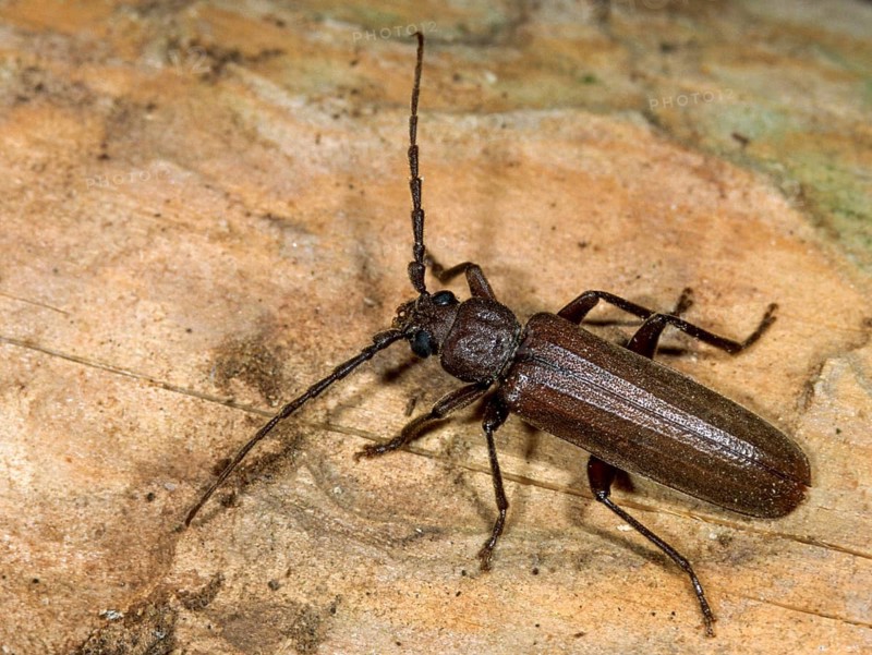 Arhopalus tristis, burnt pine longhorn beetle, pits spec.1, beetle, longhorn beetle, coleoptera, insects, beetles, leo