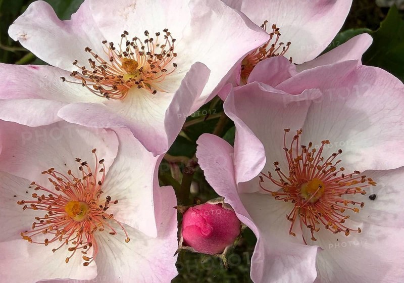 Close-up of Pierre Gagnaire rose petals with Staubbl #ttern, Deutsches Rosarium, Westfalenpark, Dortmund, North Rhine-Westphalia, Germany