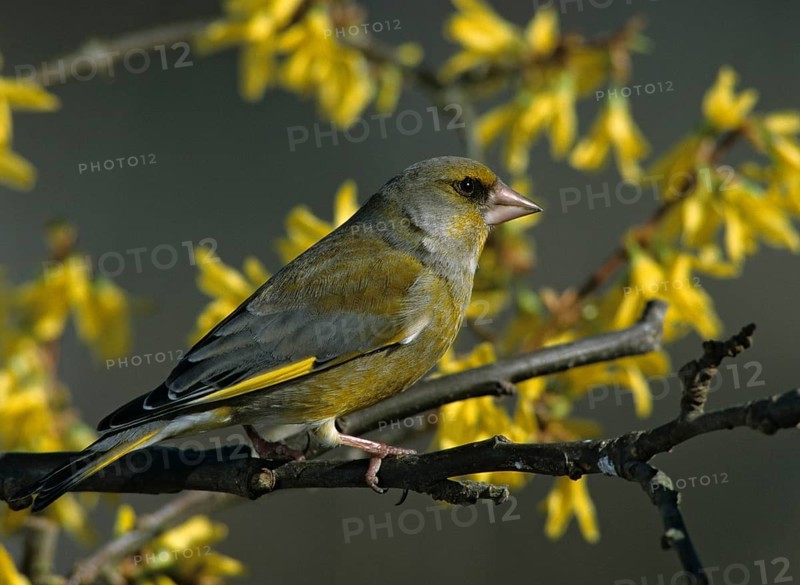 Carduelis chloris, chloris chloris, greenfinch, greenfinch, greenfinch, greenfinch, birds, garden, male, passeri, songbirds, birds