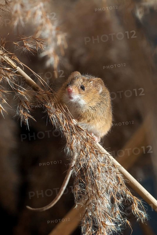 Harvest mouse, Micromys minutus, rodents, rodentia, dwarf mouse, high size, portrait format, mammals, mouse, muroids, rodents, mammals