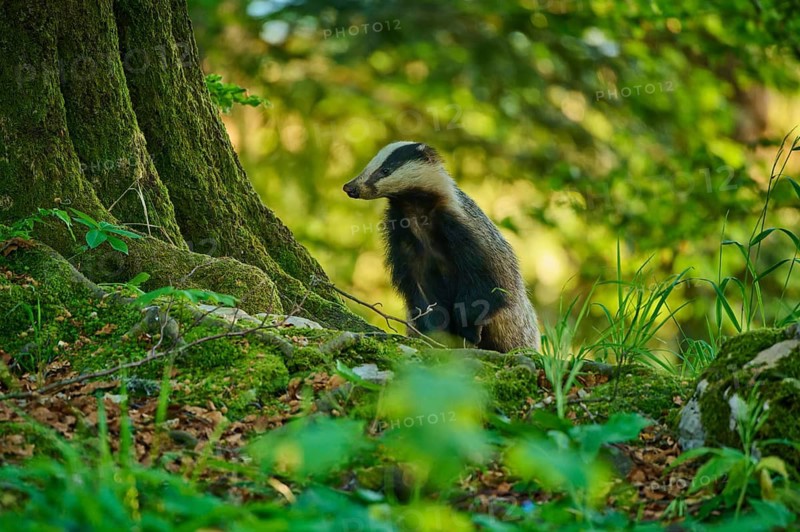 A badger next to a moss-covered tree in the forest in daylight, European badger (Meles meles), Slovenia
